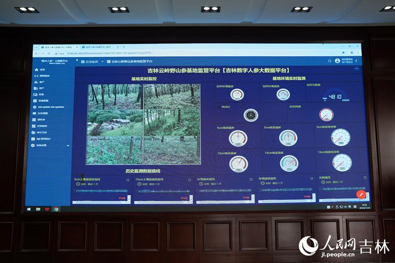 在吉林通化的云岭野山参基地的数字人参大数据平台上，光照度、地表湿度、风速等数据被实时记录，以检测人参生长状态。人民网记者 李洋摄