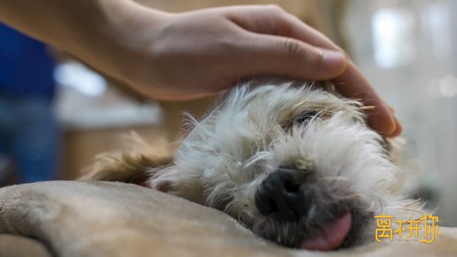 记取片《离不开你》直戳泪点 从宠物离世学会爱与珍惜