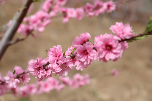 霞云岭乡银水村举办首届桃花节暨“百亩桃花坞”开园仪式