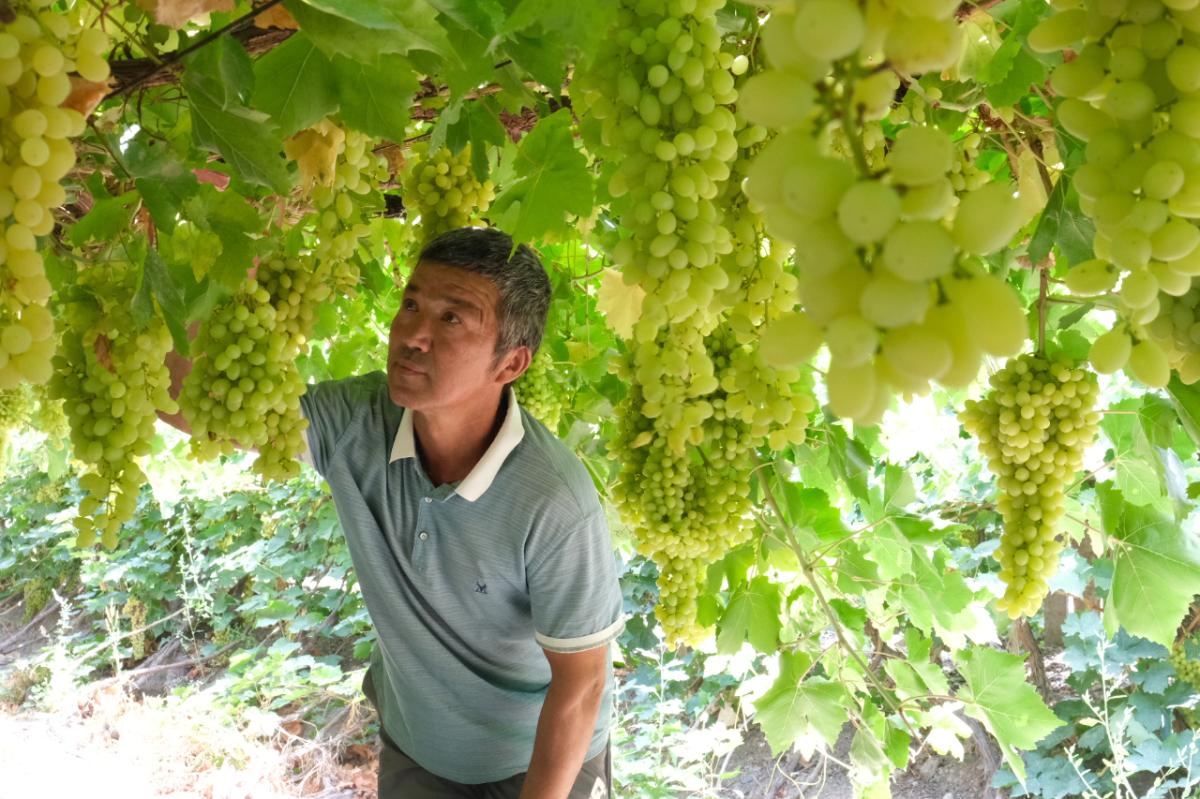 “北京吐鲁番”30余种葡萄成熟，大兴采育推优惠采摘_新浪新闻