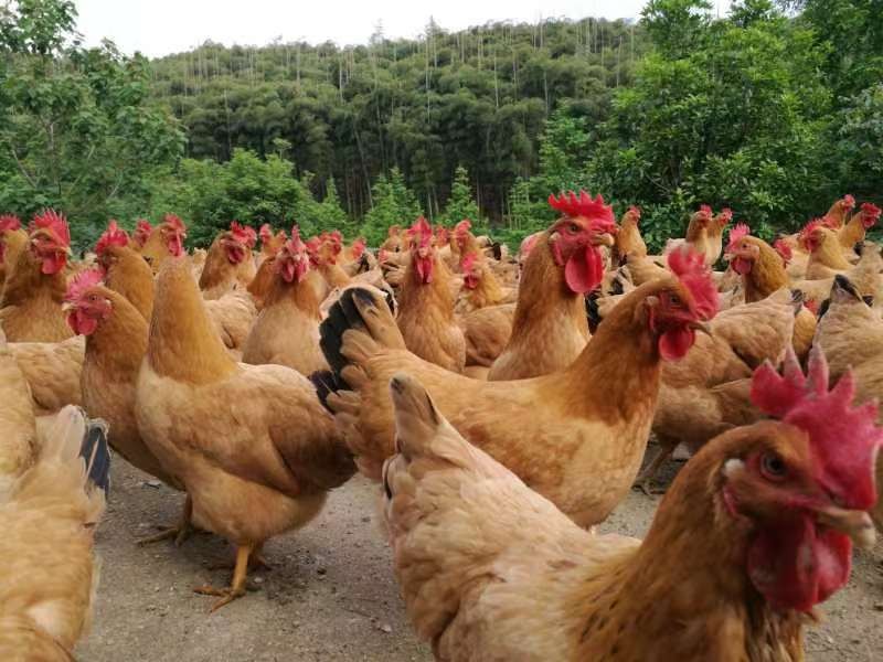 竹林鸡香 醉美安吉|首届安吉竹林鸡烹饪大赛火热开幕