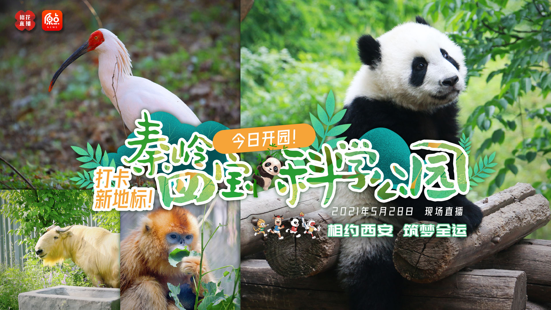 秦岭四宝科学公园开园 全球唯一圈养棕色大熊猫将亮相