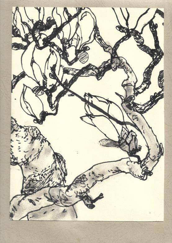 《白玉兰》李燕生速写作品的根基是线,线是主体转化为客体,也即是画家