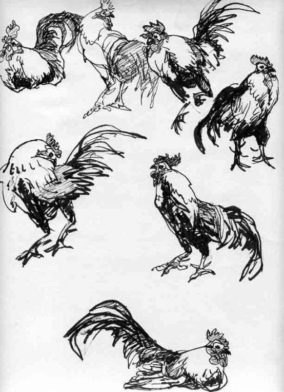 禽鸟速写大家李燕生