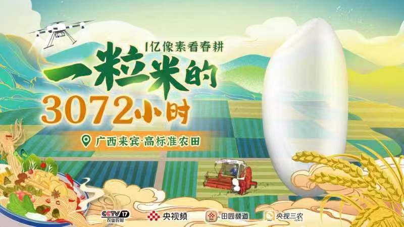 从一粒稻谷种子到米粉的3072小时